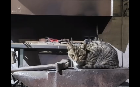 ���� (�����)