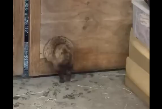 ����������� ������ �� ������ ������� � ����� �������������� (�����)