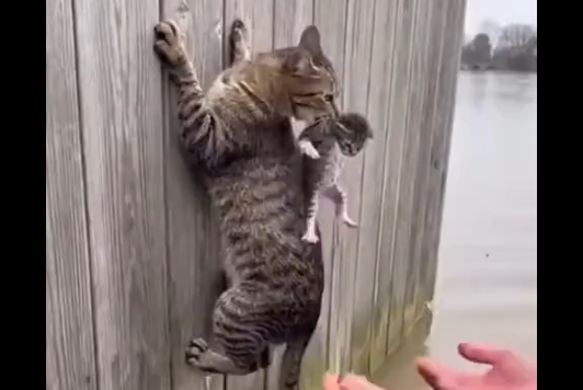 ����� (�����)