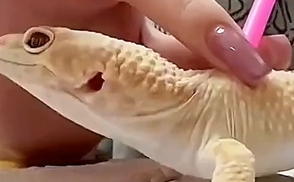 �������� ������� ����� ������ ���� (�����)