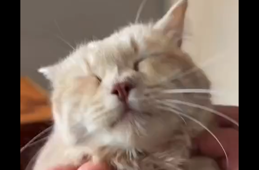 ����� �������� ������� (�����)