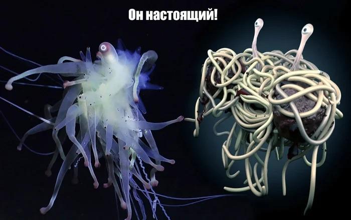 Батифиза шишковатая: макаронный монстр в реальности