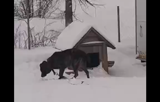 ������ ����� ����� (�����)