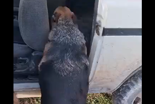 ������� ��������� ���� �������� (�����)