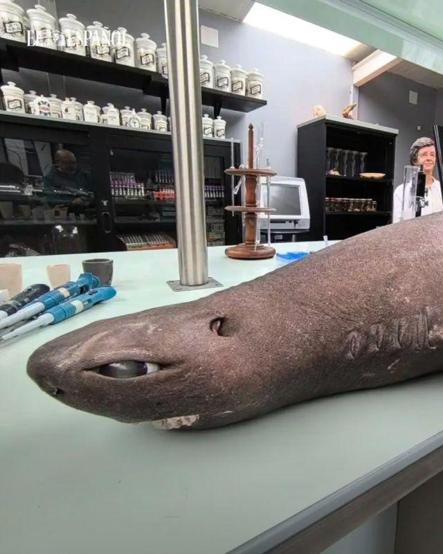 �����-����� ���������� � ������� � � �� �������� ����� (4 ����)