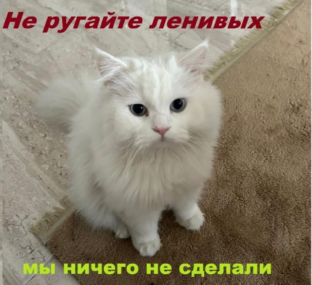 ������� �������� (15 ����)