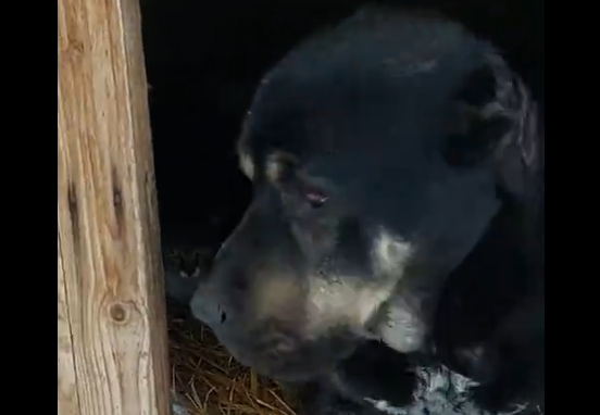 ��������� ��� (�����)