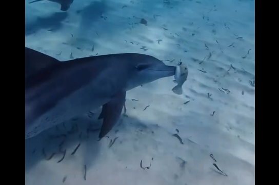 ��������� ��������� ��������� (�����)