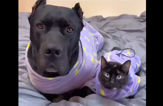 ����� ��� ����� � ����� (�����)