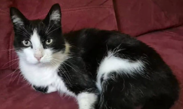 ����������� ������ ���� ������ (3 ����)