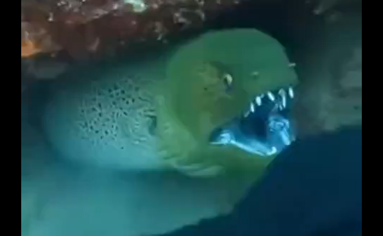 ����������� �������! (�����)