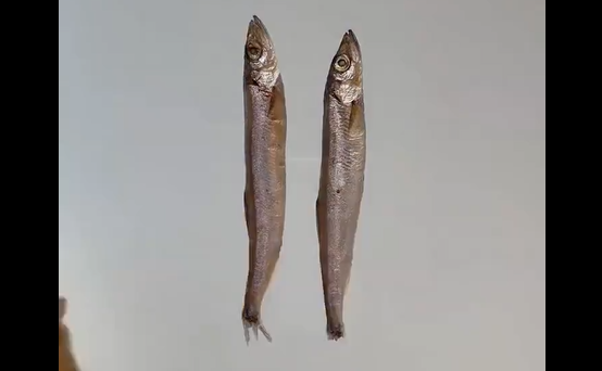 �������� ����� (�����)