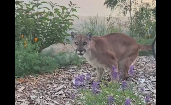 ������� ������ ���� (�����)