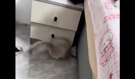 ������ �� �������� (�����)