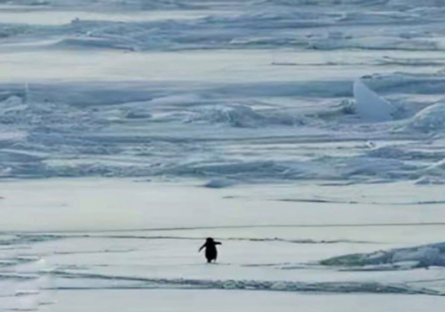 �������-��������, ������� ����� ����� (6 ����)