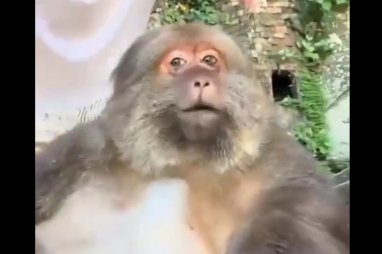 ����� ������ �� ������� (�����)