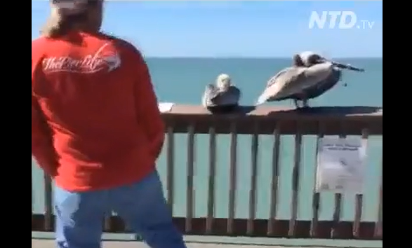 �������� (�����)