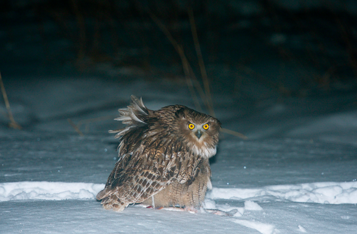 ������ �����: ���������� ���� �� ����� (9 ����)