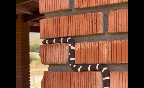 �������� �������� ���� ������� (�����)