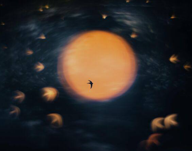 ���������� Nature Photographer of the Year (7 ����)