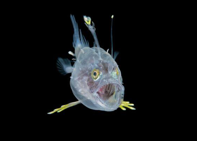 «Уставшая рыба:» победитель конкурса фотографий (5 фото)