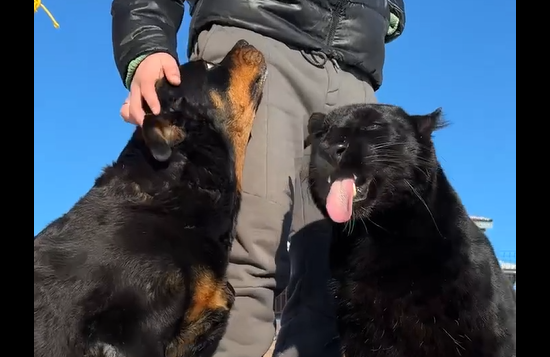 ����� ������� � ����������� ���� ����� ���� (�����)