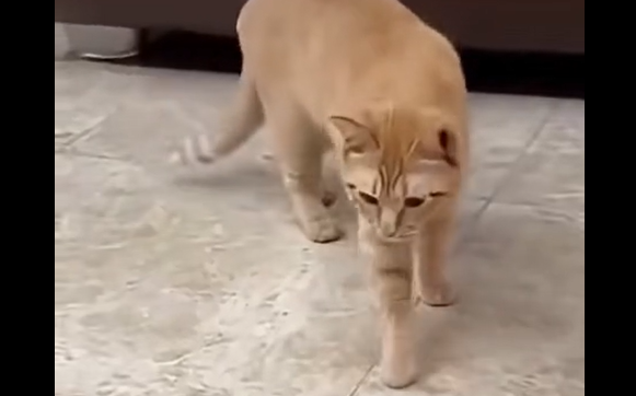 �������, �� ��������� (�����)