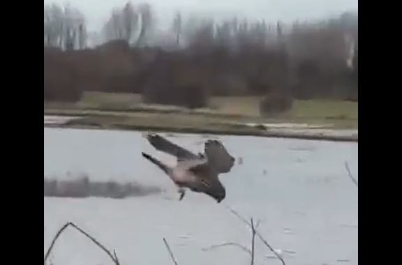 ������� �������� (�����)