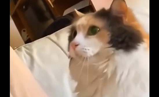 ������� (�����)