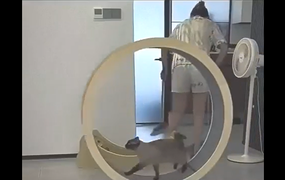 �� �������, �������� (�����)