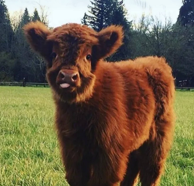 ��� ����� ���� ������ ����� �������� (9 ����)