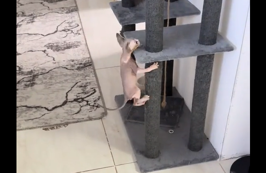 ������ ���� (�����)