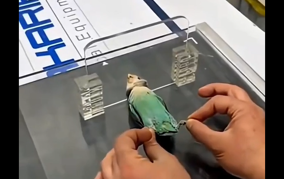 ��� ��� ������ �� ��� ������� ������� (�����)