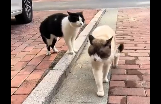 ������� (�����)