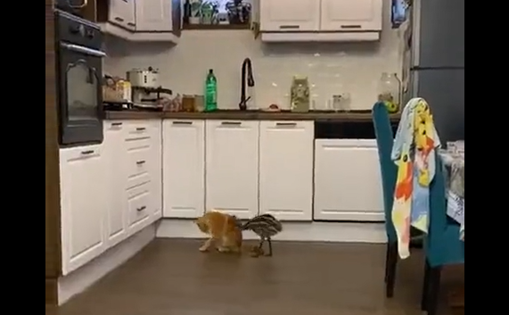 ��� ��� ������� (�����)