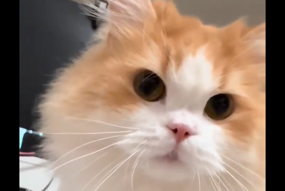 ����� ��� ��������� ������������ (�����)