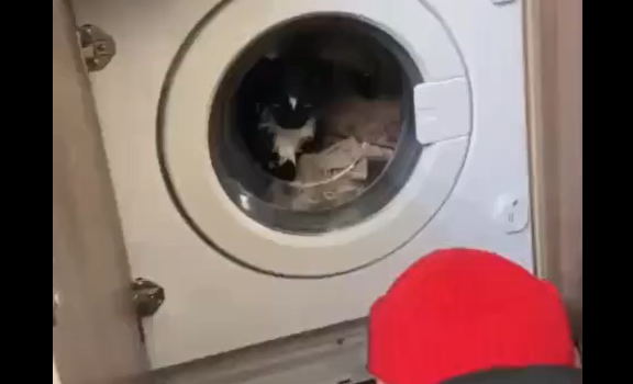 В Москве спасатели вызволили кота из заблокированной стиральной машины (видео)