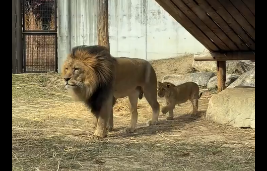 ����������� �������� (�����)