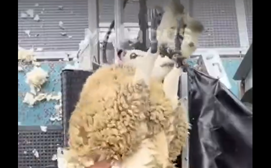 ������ ���� � ���� ��� �� ������� (�����)