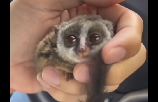 ����������� ������ (�����)