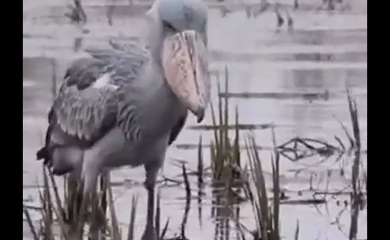 �������� �� ������ ������ ������ (�����)