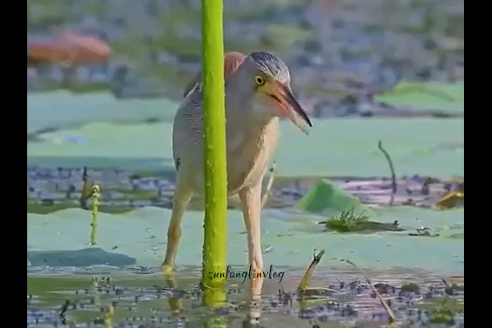 �������������� ��� ����� (�����)