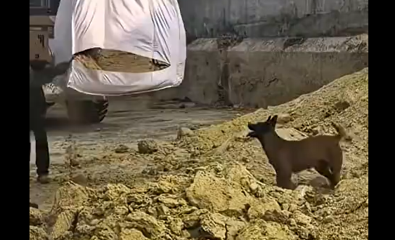 ��� ���� ��� ������ ������� (�����)