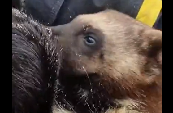 ������ (�����)