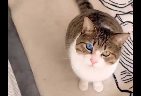 ����������� ����� ����� (�����)