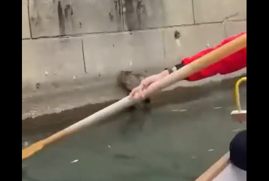 ���� ���� �������� �������� (�����)