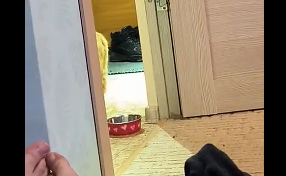 �������� (�����)