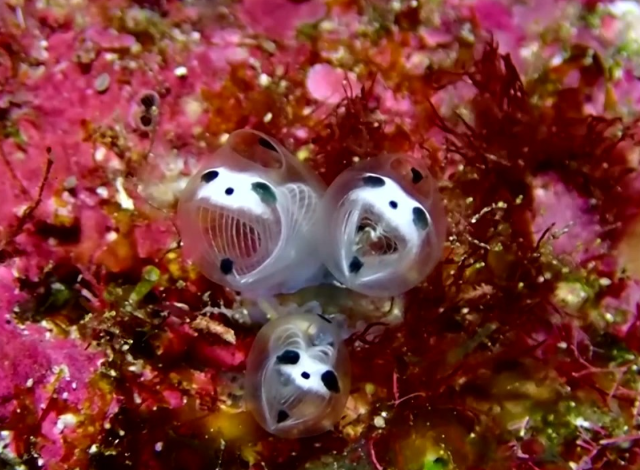 ������ �����-������� (5 ����)