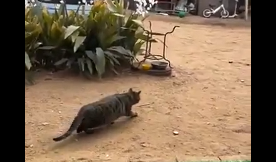 �������� (�����)