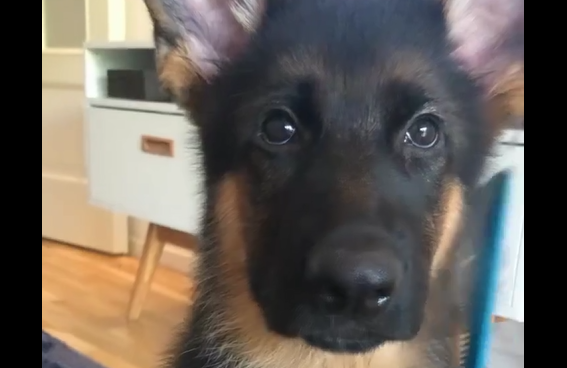 ��������� (�����)